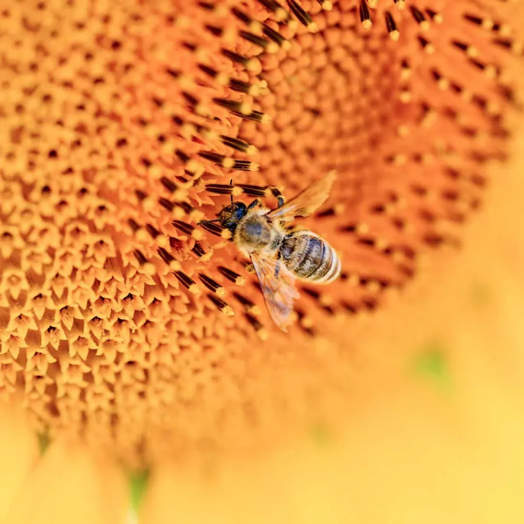 Biene auf einer Sonnenblume im Blühstreifen bei Fellbach