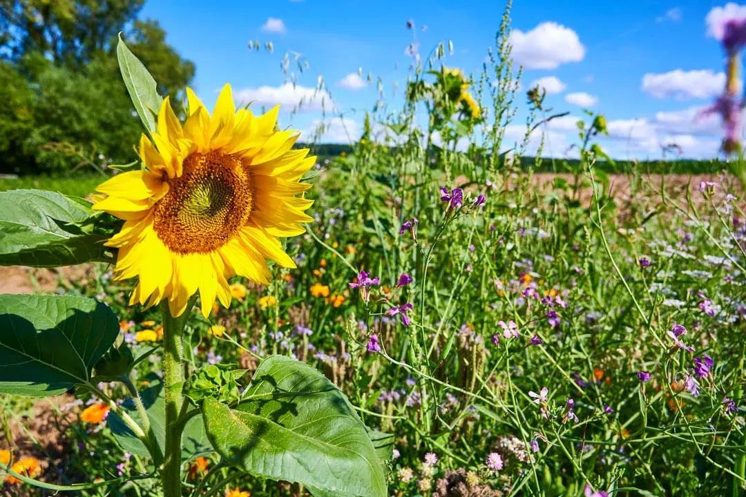 Blühstreifen am Feldrand mit Sonnenblume und Wildkräutern vor dem Getreide