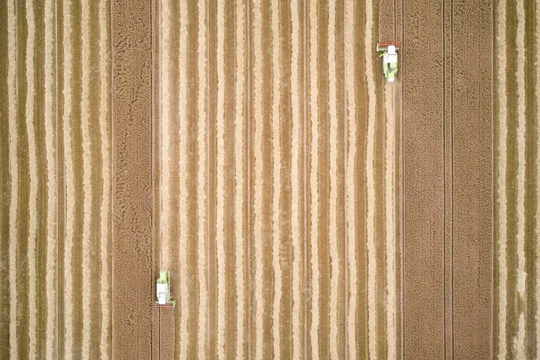 Zwei Mähdrescher aus der Luft senkrecht von oben, das Feld in hellen und dunklen Streifen