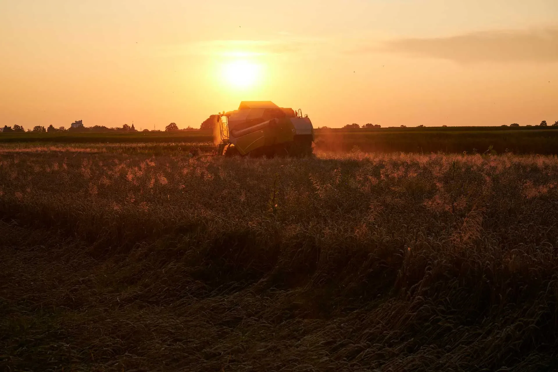 Mähdrescher im Gegenlicht der Abendsonne, davor das reife Feld