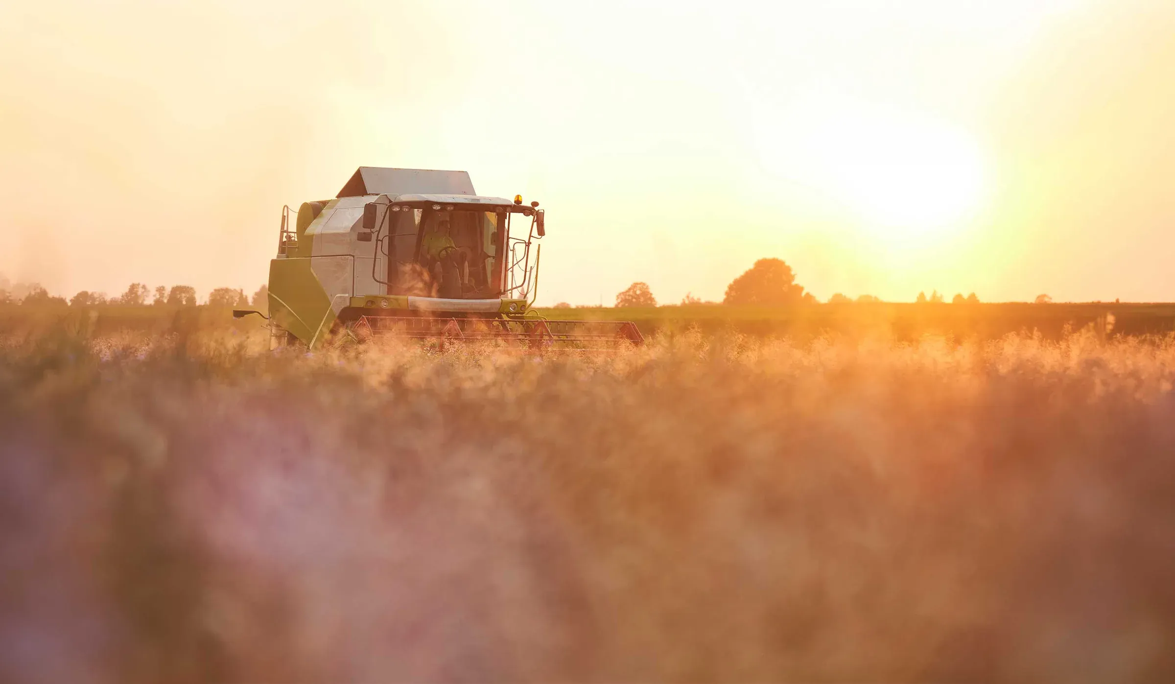 Ein Mähdrescher erntet bei Abendsonne ein reifes Getreidefeld