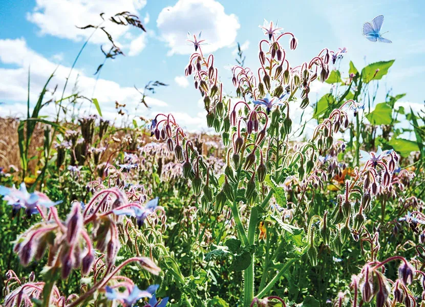 Waldspaziergang