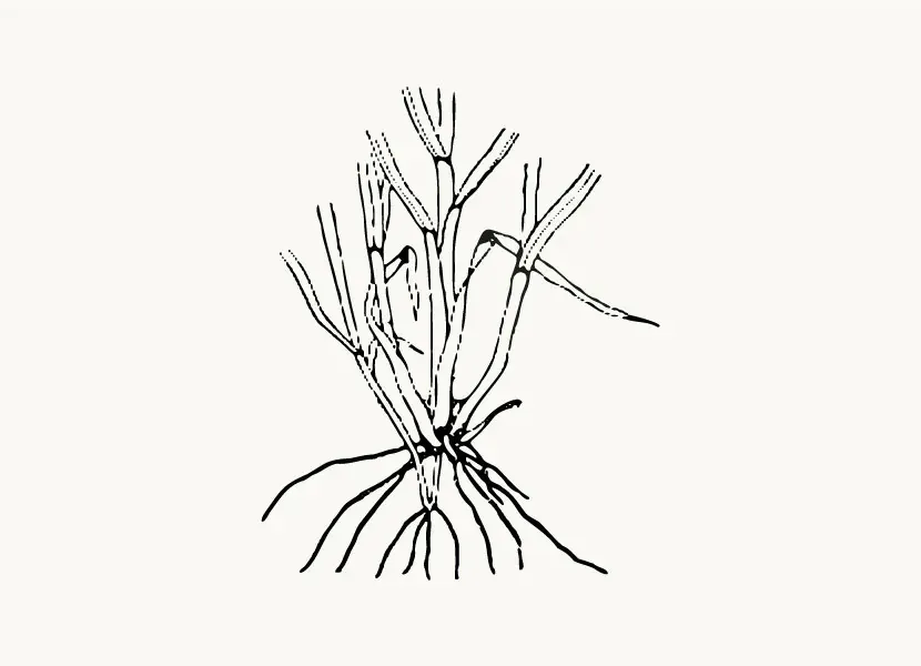 Waldspaziergang