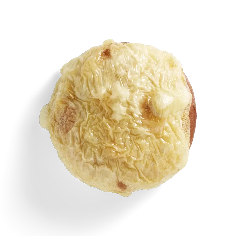 Laugenweckle mit Käse überbacken, freigestellt von oben