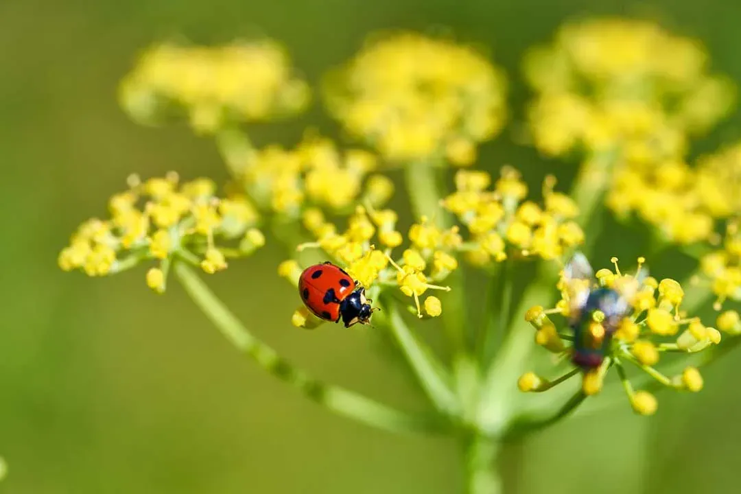 Marienkäfer auf einer Fenchelblüte
