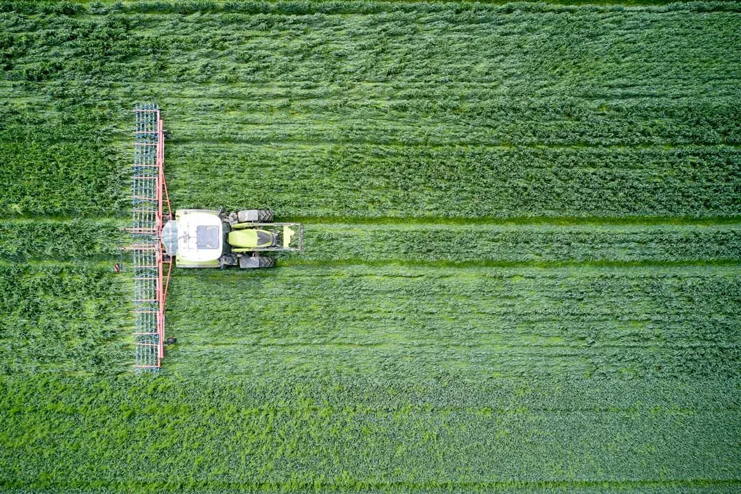 Striegel hinter dem Traktor, die Zinken kämmen zwischen den Getreidereihen
