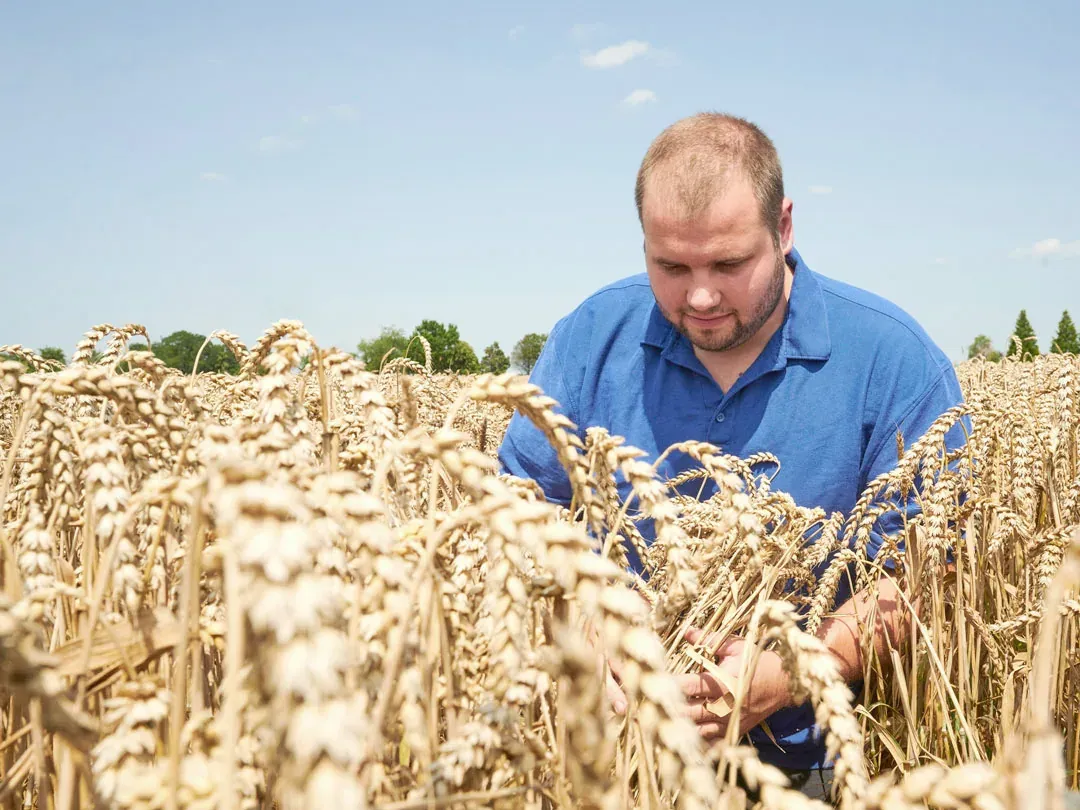Sven Gloning prüft reife Dinkelähren auf dem Feld