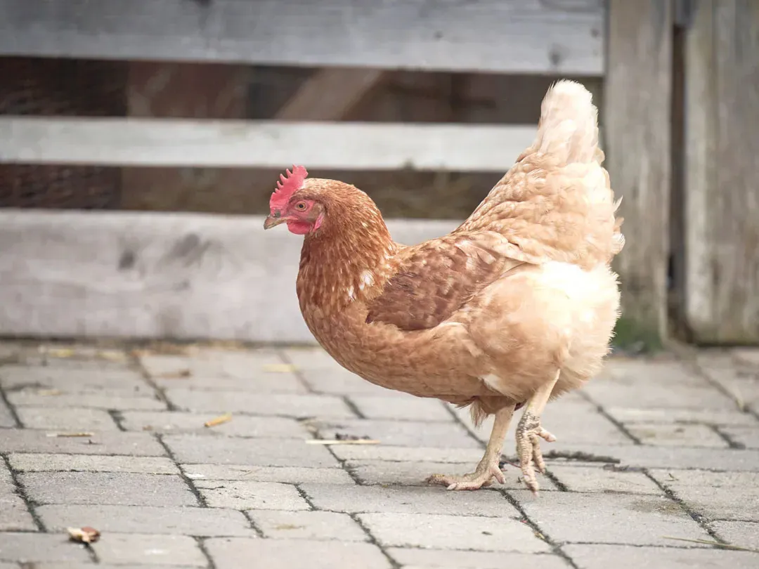 Ein Huhn auf dem Schnitzbiegelhof